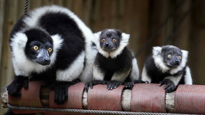 Black-and-white ruffed lemur babies at Blair Drummond Safari and Adventure Park, Stirling, Scotland, UK